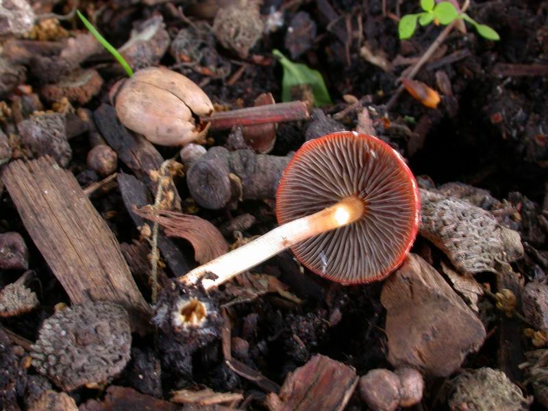 Stropharia aurantiaca